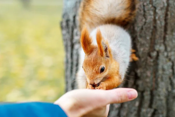 Person Feeds Squirrel Funny Squirrel Eats Palm Your Hand Feeding — Stock Photo, Image