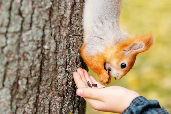 Eichhörnchen frisst aus dem Wald. ein Mann füttert einen Quadratmeter — Stockfoto