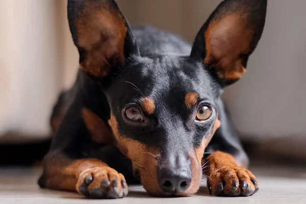 ドワーフ ・ ピンシャーに目に見えます。犬の肖像画 — ストック写真