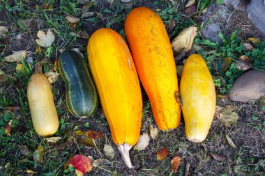 Beş taze genç kabak sarı ve yeşil g yalan söylüyorsun