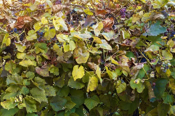 Casa arbusto de uvas azuis maduras no outono — Fotografia de Stock