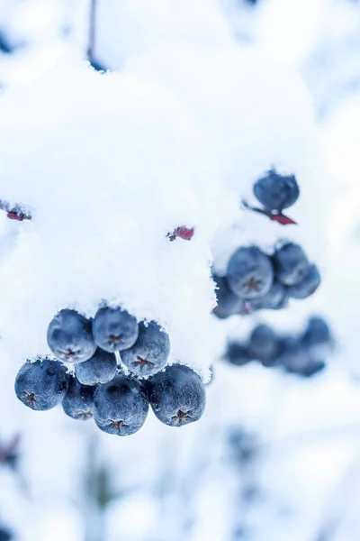 Ashberry Preto Neve Inverno Neve Bagas Frescas — Fotografia de Stock