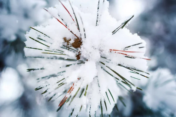 Ramo Pinheiro Forma Flocos Neve Cobertos Neve Floresta Inverno — Fotografia de Stock