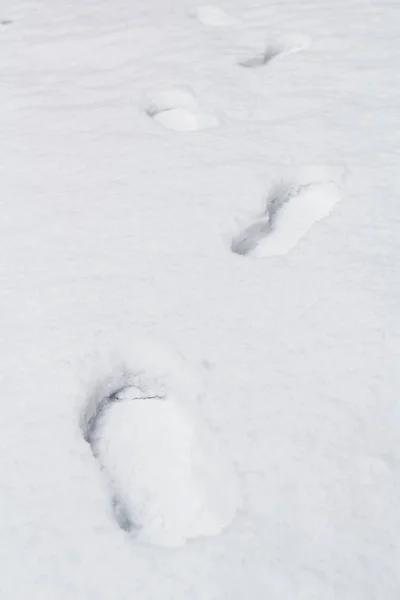 human footprints in the snow. Wandering trails in the winter forest
