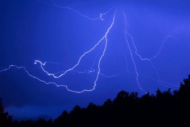 bir örümcek şeklinde gece orman üzerinde yıldırım