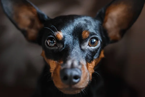 Un retrato de un perro de un pinscher en miniatura, mira tristemente en th —  Fotos de Stock