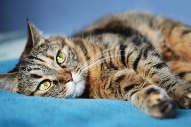 Yeşil gözlü bir çizgili kedi portresi üzerinde mavi bir peçe yatıyor.