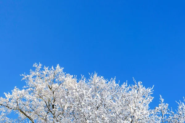 Ramos de uma árvore de inverno em uma geada contra um céu azul . — Fotografia de Stock