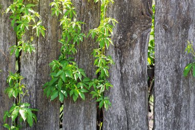 Eski bir çit bitki yetiştirme