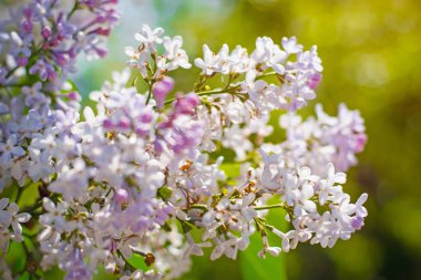 bokeh bir arka plan ile çiçek açması leylak