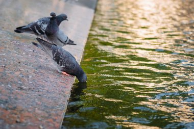 güvercin başını suya batırıyordu
