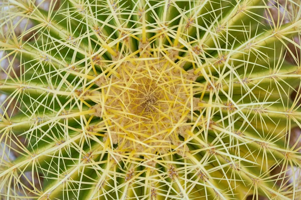 Primer plano de espina cactus textura suculenta fondo —  Fotos de Stock