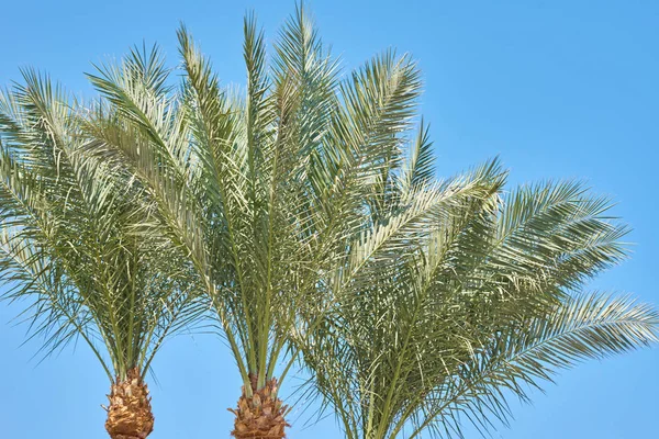 Palmier dattier sur une plage contre le ciel bleu — Photo