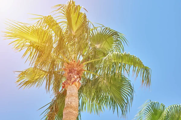Palmier avec un dattier fruits contre ciel bleu. Concept de voyage estival — Photo