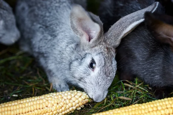 Szare i czarne króliki jedzą ucho kukurydzy, zbliżenie — Zdjęcie stockowe