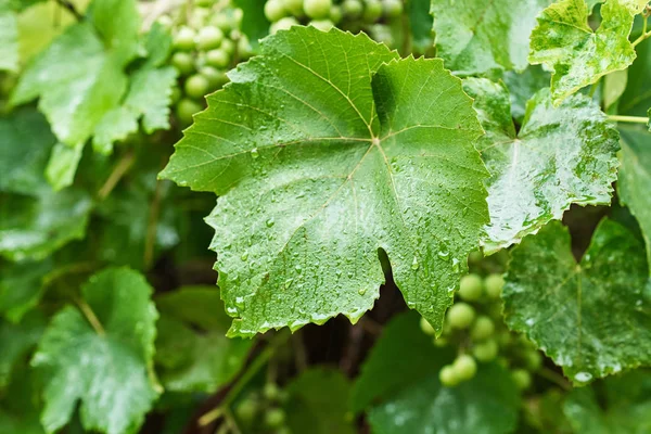 Omogna gröna druvklasar i regnig dag med vattendroppar på bladen, närbild — Stockfoto