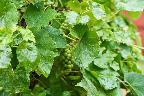 Omogna gröna druvklasar i regnig dag med vattendroppar på bladen, närbild — Stockfoto