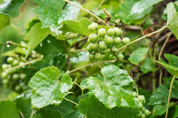 Omogna gröna druvklasar i regnig dag med vattendroppar på bladen, närbild — Stockfoto