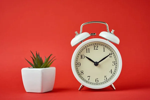 White retro alarm clock and house plant on the red background — 图库照片
