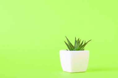 Yeşil arka planda, beyaz tencerede bulunan sulu bitki ve kopyalama alanı. Asgari biçim tasarım kavramı
