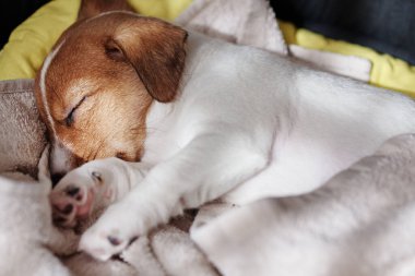 Jack russel terrier köpeği yatakta uyur.