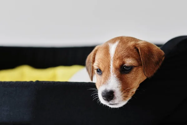 Trauriger Jack Russell Terrier Hund Liegt Bett — Stockfoto