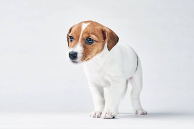 Beyaz arka planda Jack Russel Terrier köpeği