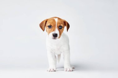 Beyaz arka planda Jack Russel Terrier köpeği