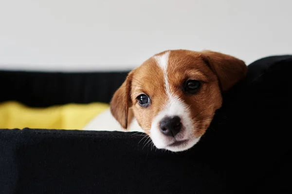 Sad Jack Russel Terrier Dog Lies Bed — Stock Photo, Image
