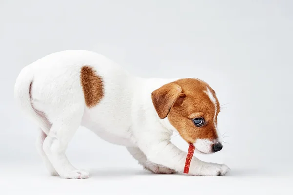 Джек Руссел Терьер Собака Вкусную Еду Белом Фоне — стоковое фото