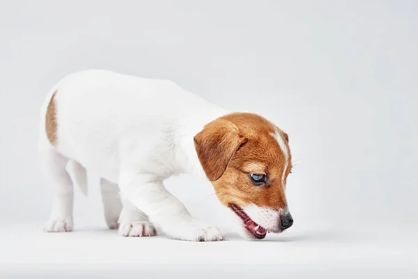 Jack Russel Teriér Pes Bílém Pozadí — Stock fotografie