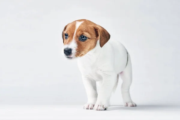 Jack Russel Terrier Hund Auf Weißem Hintergrund — Stockfoto