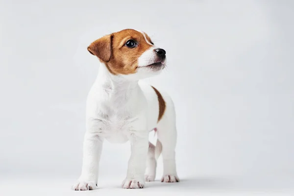Jack Russel Terrier Cão Fundo Branco — Fotografia de Stock