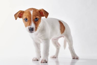 Beyaz arka planda Jack Russel Teriyer yavru köpeği.