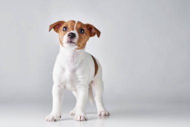 Gri arka planda Jack Russel Teriyer yavru köpeği.