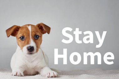 Coronavirus salgını konsepti. Ev karantinası ve Covid-19 'a karşı kendini izole etme. Jack Russel Teriyer köpek yavrusu gri arka plan ve yazıt üzerinde yatar Evde Kalın