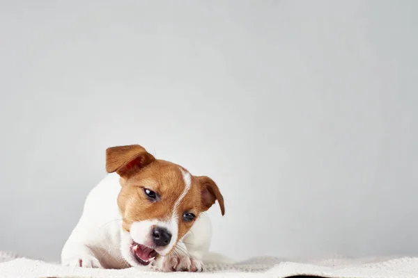 Jack Russel Terrier Cachorro Perro Encuentra Sobre Fondo Gris —  Fotos de Stock