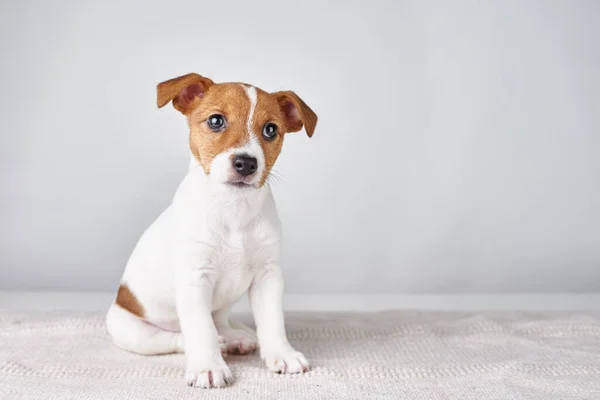 Jack Russel Teriér Štěně Pes Sedí Šedém Pozadí — Stock fotografie