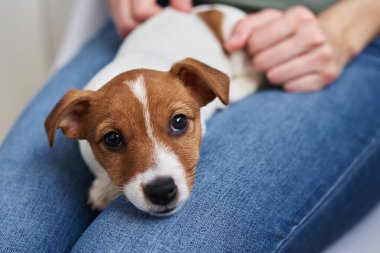 Jack Russell Terrier köpeği ile oynayan bir kadın. İyi ilişkiler ve evcil hayvan sahipleri arasındaki arkadaşlık.