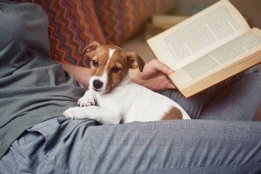 Kanepede oturup Jack Russel 'la kitap okuyan bir kadın. Ev eğlencesi.