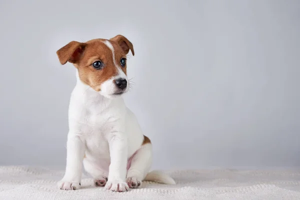 Jack Russel Cane Cucciolo Terrier Sfondo Grigio — Foto Stock