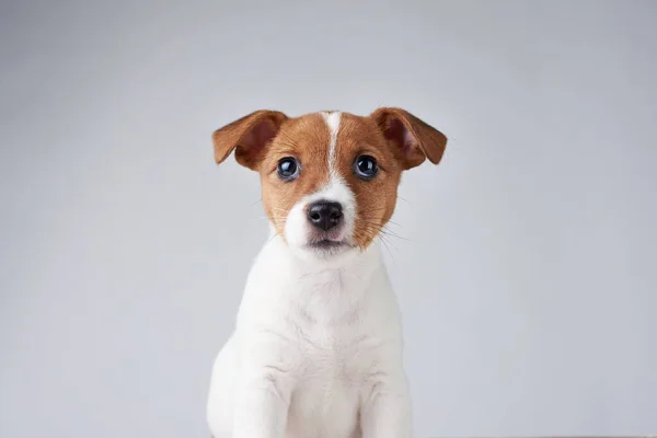 Jack Russel Terrier Cachorro Cachorro Fundo Cinza — Fotografia de Stock