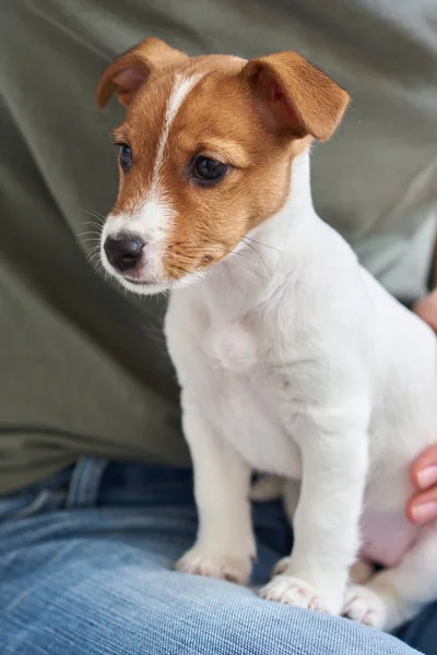 Vrouw Die Speelt Met Haar Jack Russel Terriër Puppy Goede — Stockfoto