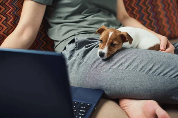 Work remote from home office. Woman working at laptop and jack russel dog on sofa