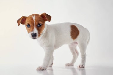 Beyaz arka planda Jack Russel Teriyer yavru köpeği.