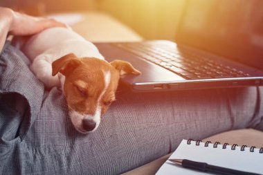 Kadın defterine Jack Russell Terrier köpeği ile planlar yazıyor. İyi ilişkiler ve evcil hayvan sahipleri arasındaki arkadaşlık.