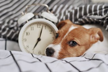 Jack Russell Terrier köpeği, klasik çalar saatle yatakta uyur. Uyanın ve sabah konsepti