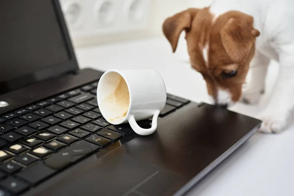 Dog spilled coffee on computer laptop keyboard. Damage property from pet