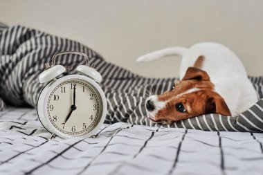 Jack Russell Terrier köpeği ve yatakta klasik çalar saat. Uyanın ve sabah konsepti