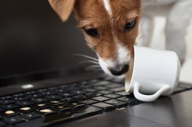 Köpek bilgisayarın klavyesine kahve döktü. Evcil hayvandan hasar